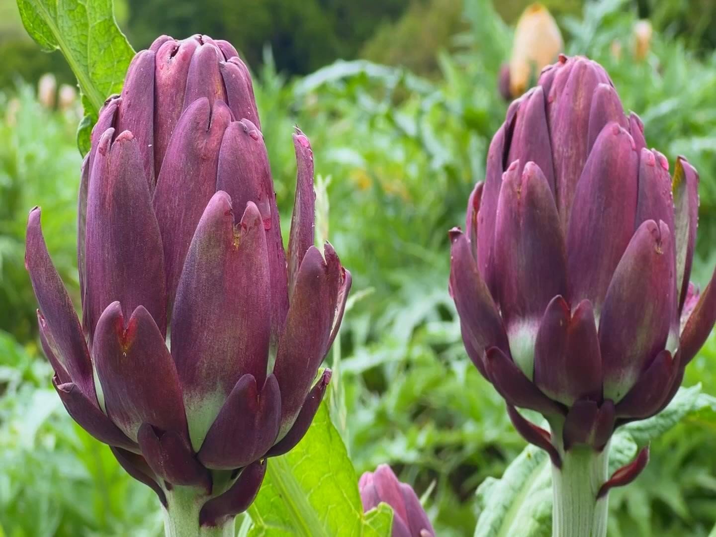 Produtores de alcachofra em São Roque (SP) aproveitaram a sa