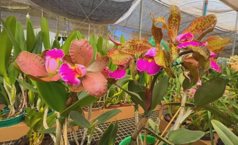 A busca por orquídeas especiais segue intensa em Jarinu, São