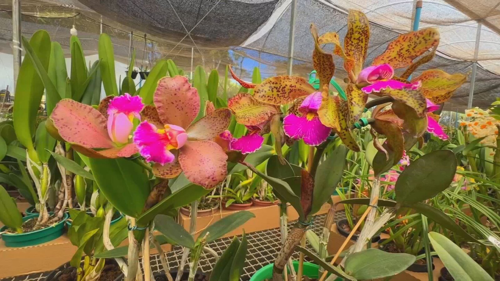 A busca por orquídeas especiais segue intensa em Jarinu, São