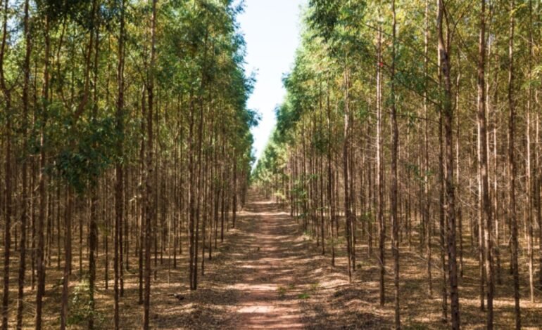 As exportações industriais de Mato Grosso do Sul
