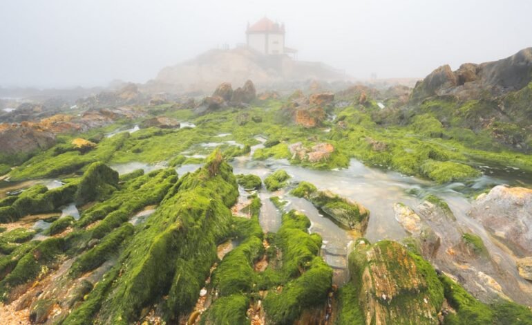 Mato Grosso, maior produtor de soja e carne