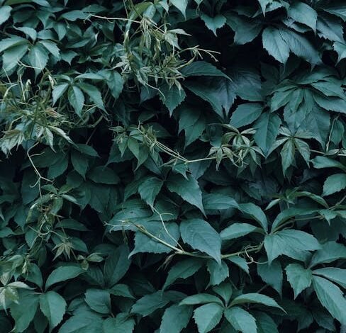 O diretor-geral da Agência Nacional de Energia Elétrica