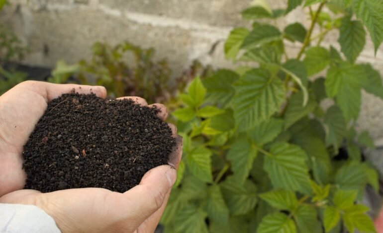 O abono salarial do PIS/Pasep terá novas regras a partir