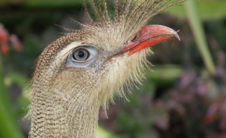 O Banco do Brasil (BB) registrou lucro líquido