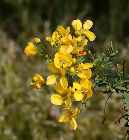 O livro *Eu queria ser Cássia Eller – Uma biografia*