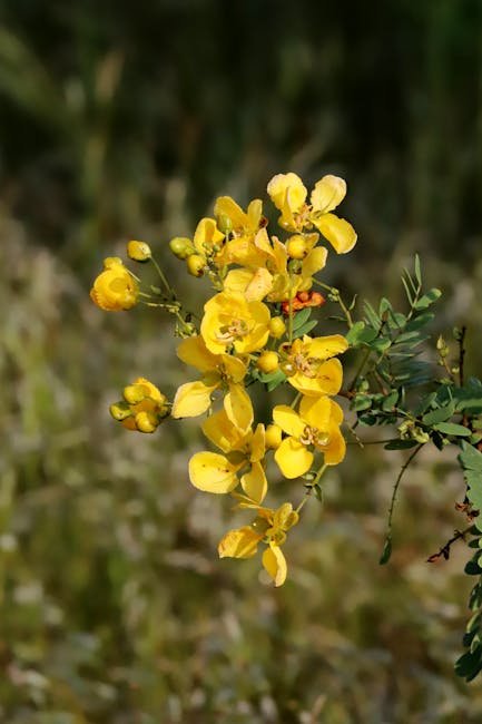 O livro *Eu queria ser Cássia Eller – Uma biografia*