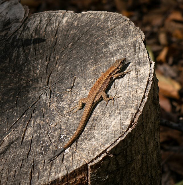 A cantora Dua Lipa convidou Carlinhos Brown e