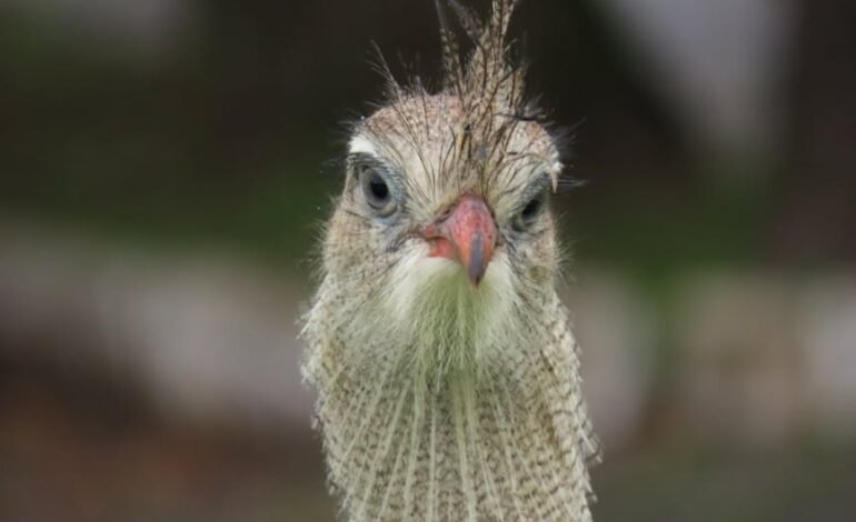 Os investimentos estrangeiros diretos no Brasil somaram US$