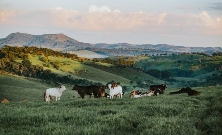 O Renault Clio, modelo novo mais barato do Brasil, custa
