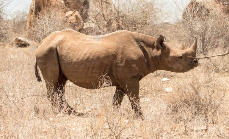O músico, cantor e compositor Jards Macalé, de