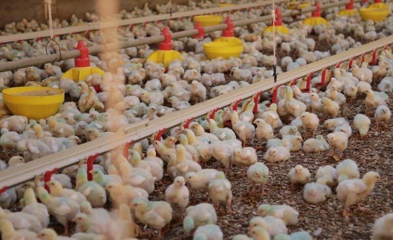 Em fevereiro, o preço da carcaça suína registrou