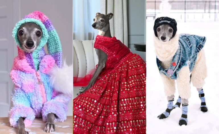 A galguinha italiana Tika the Iggy, conhecida por