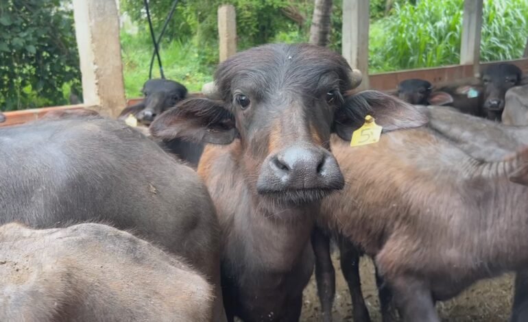 Produtores de búfalos em Itapetininga e Alambari, interior