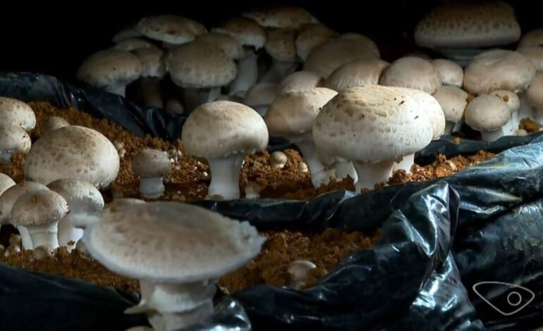 Produção de cogumelos cresce no estado Em meio