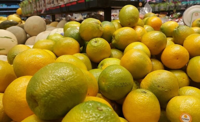 Preço da laranja pago pela indústria caiu em