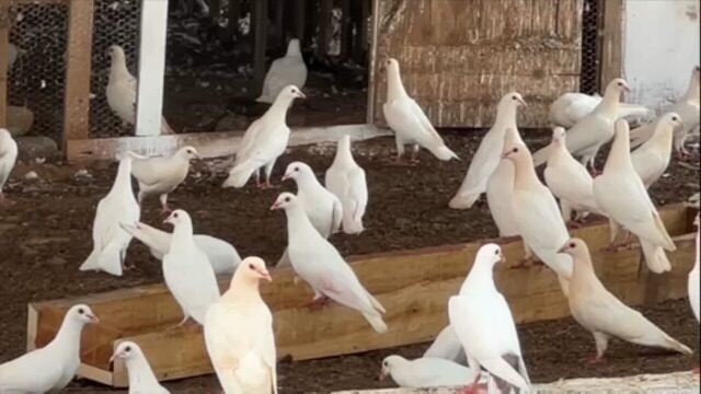 Produtores de São Paulo estão obtendo lucro com a criação