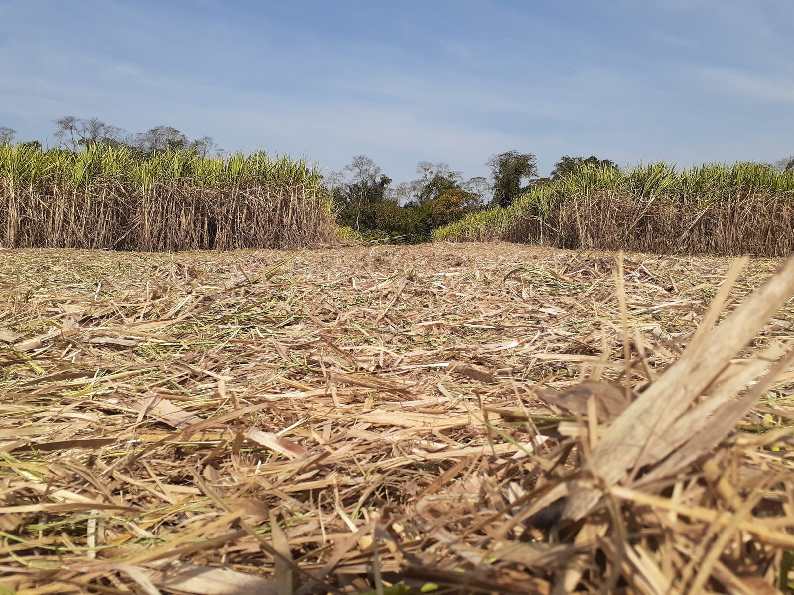 A safra de cana-de-açúcar em Piracicaba (SP) pode