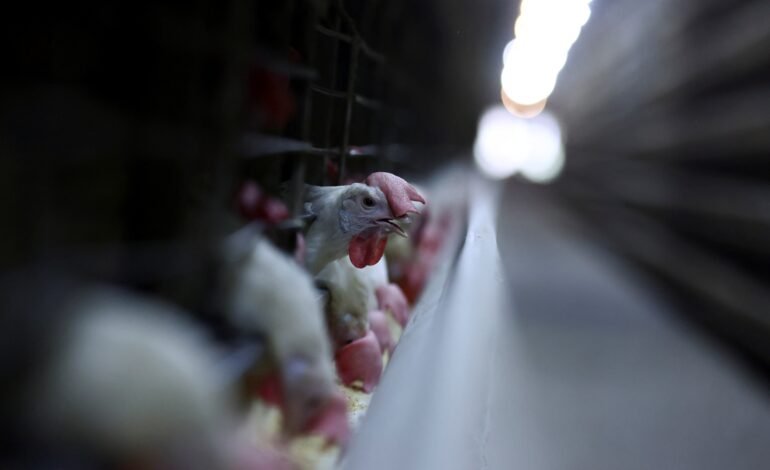 As exportações brasileiras de carne de frango devem