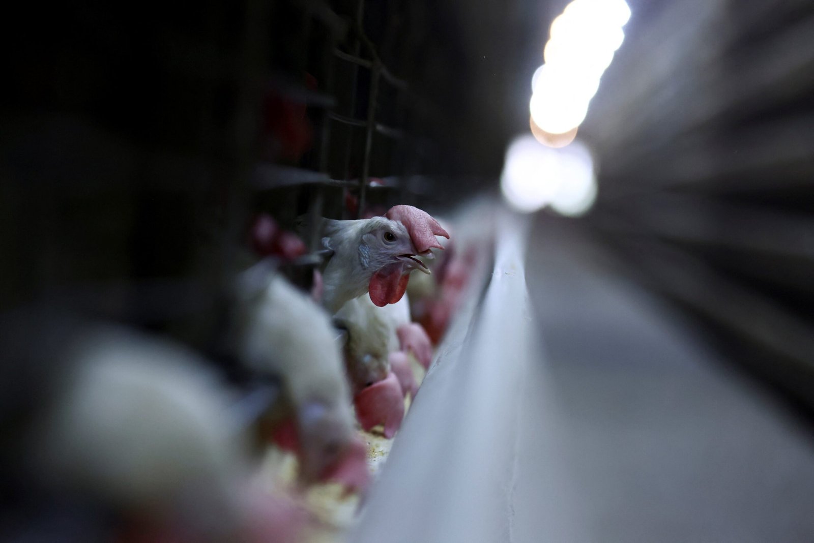 As exportações brasileiras de carne de frango devem