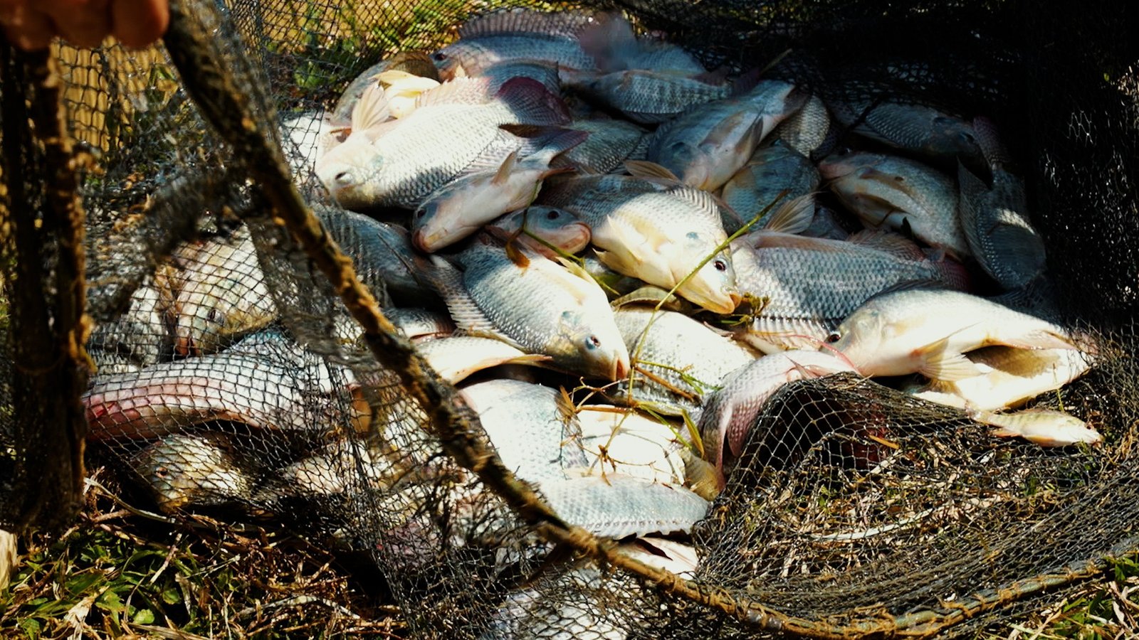 A Comissão Nacional de Biodiversidade (Conabio), vinculada a