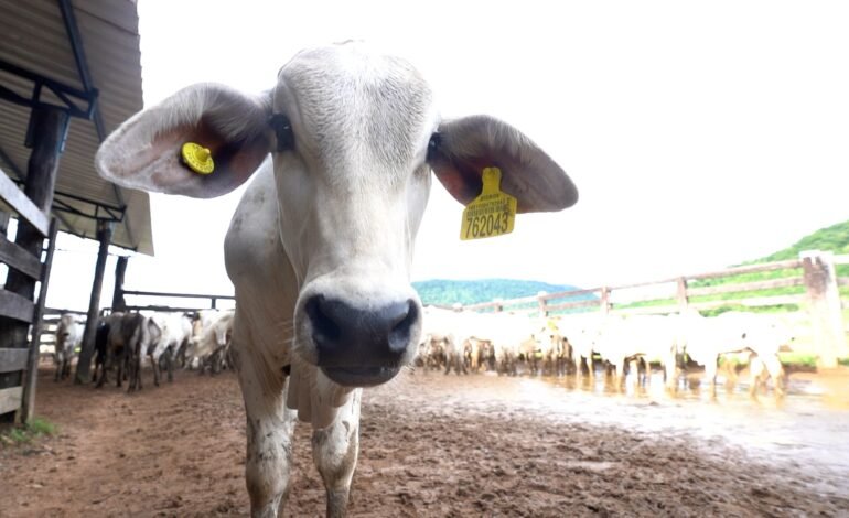 O governo do Pará adiou para 2030 o prazo para