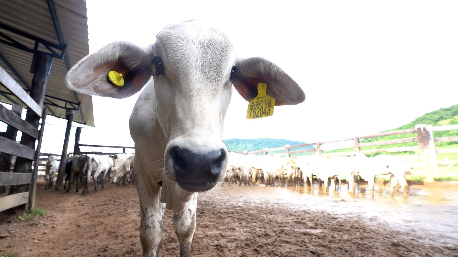 O governo do Pará adiou para 2030 o prazo para