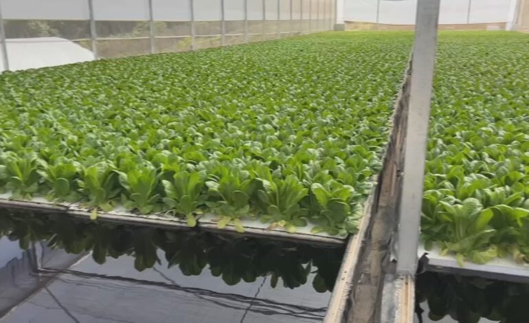 No interior de São Paulo, o sistema de cultivo floating