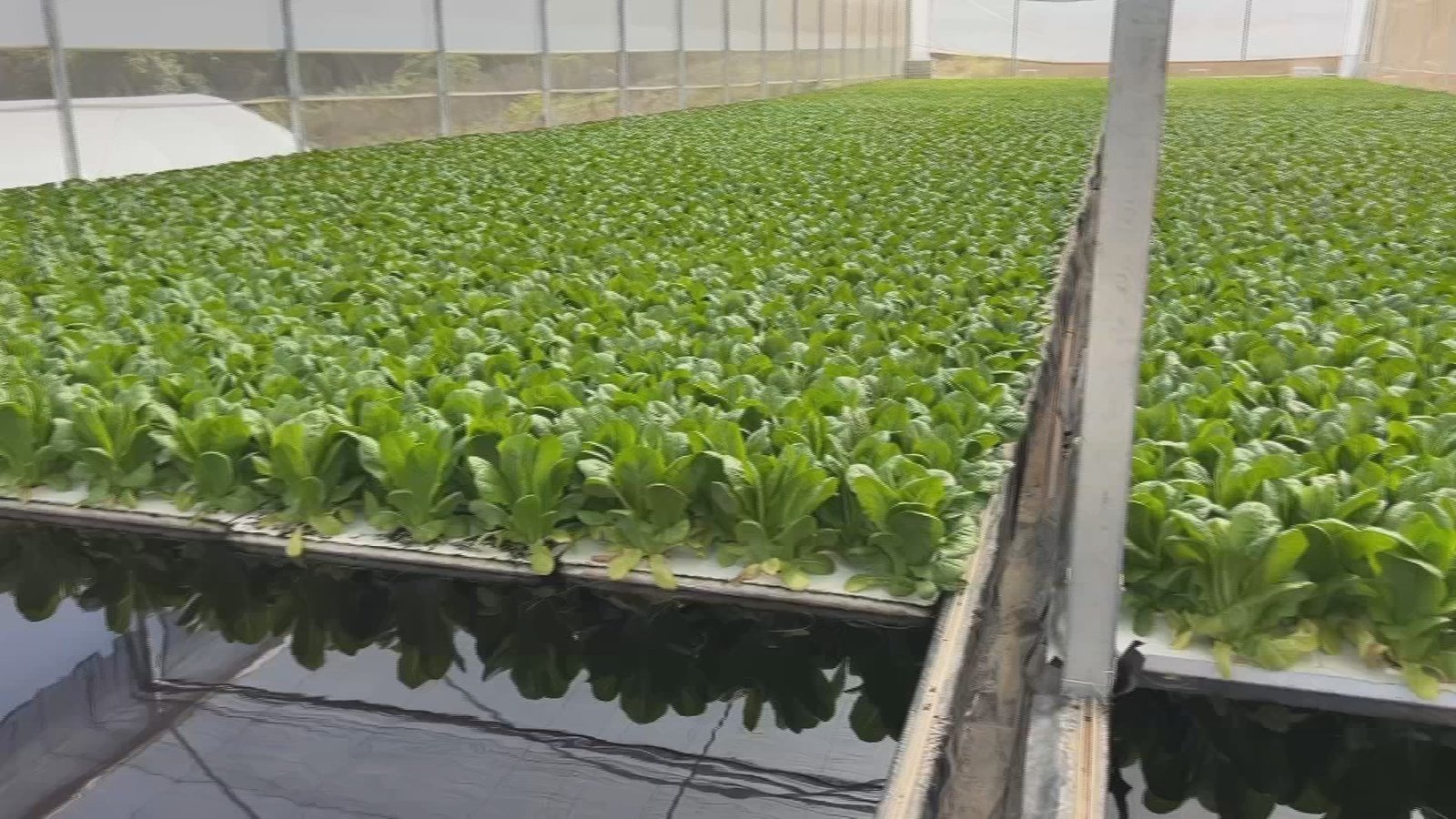 No interior de São Paulo, o sistema de cultivo floating