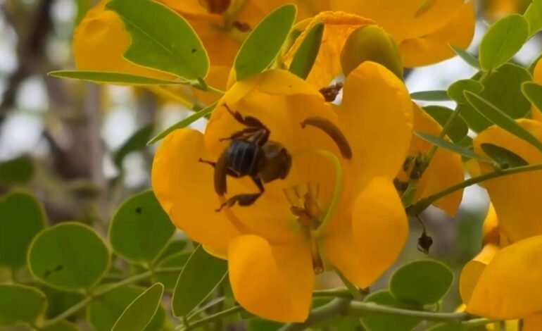 A uruçu-capixaba, espécie de abelha sem ferrão exclusiva