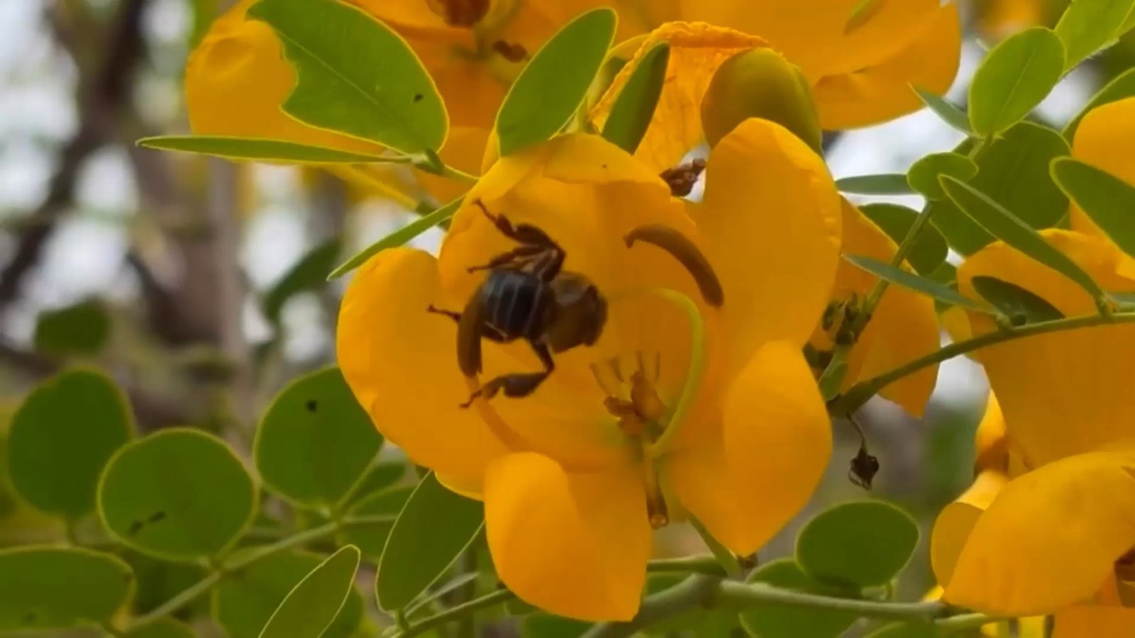 A uruçu-capixaba, espécie de abelha sem ferrão exclusiva