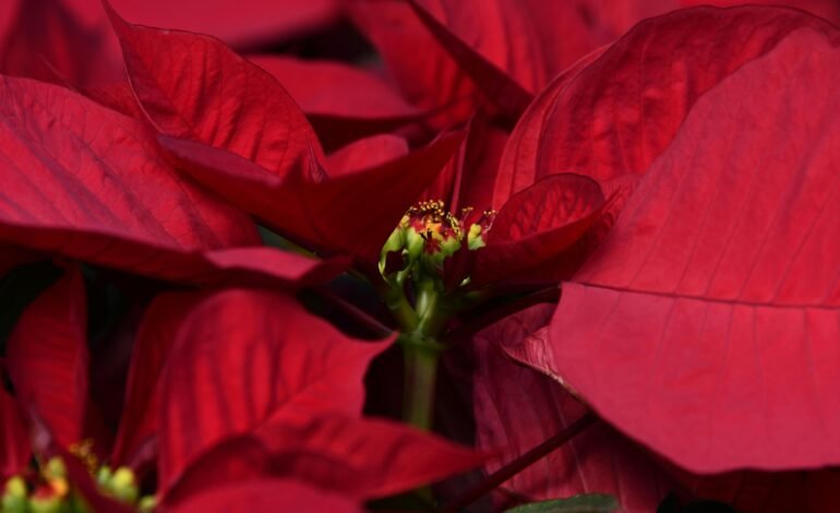 A poinsétia, conhecida popularmente como “flor do Natal”, é