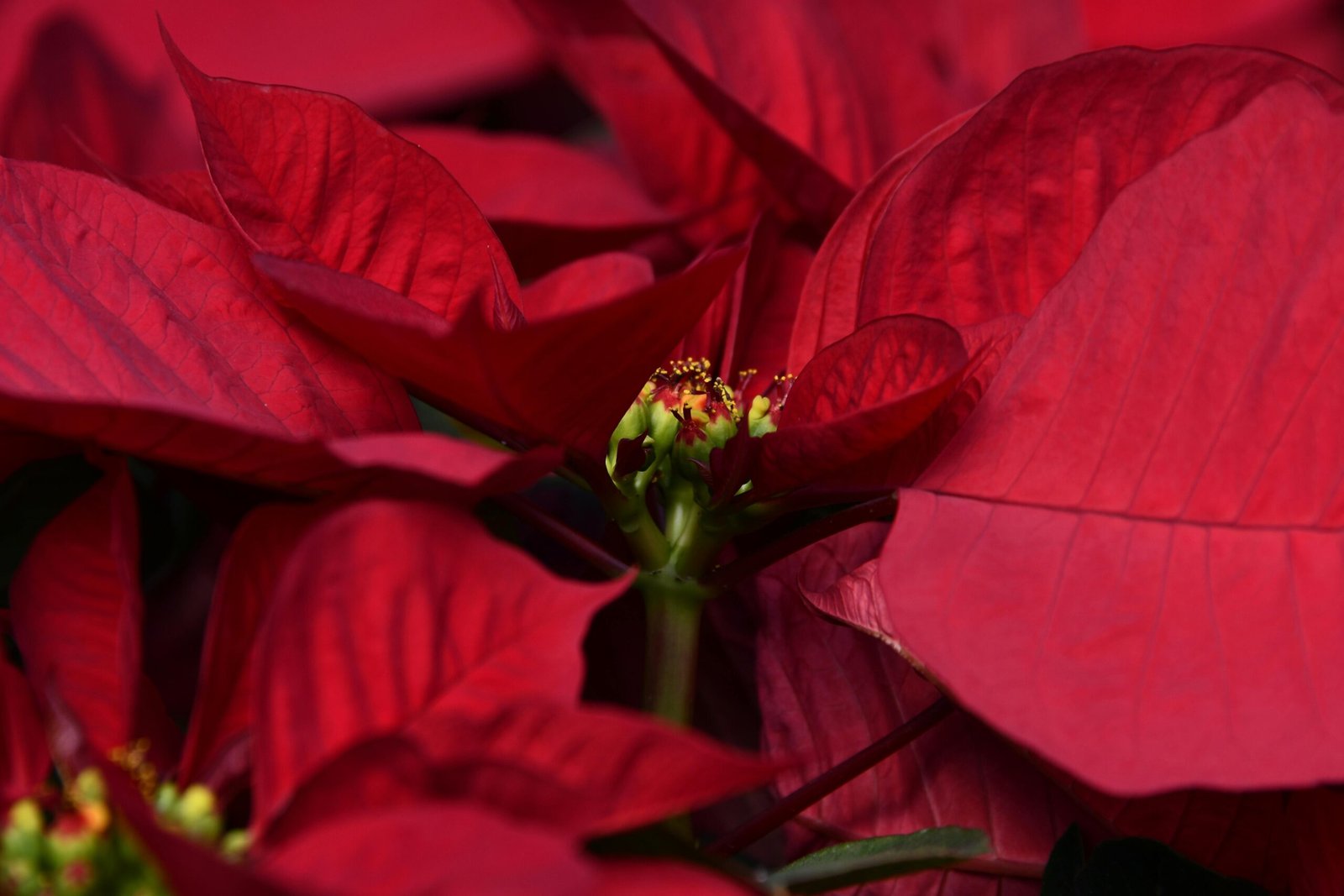 A poinsétia, conhecida popularmente como “flor do Natal”, é