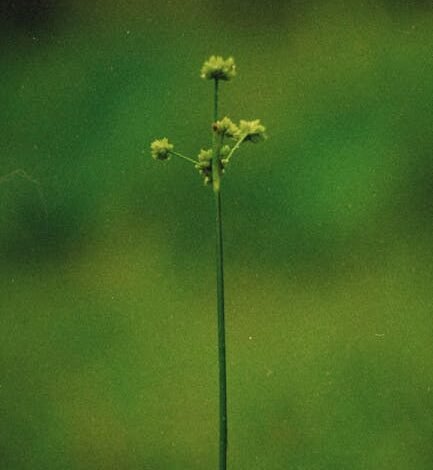 A ByteDance, empresa chinesa controladora do TikTok, assinou