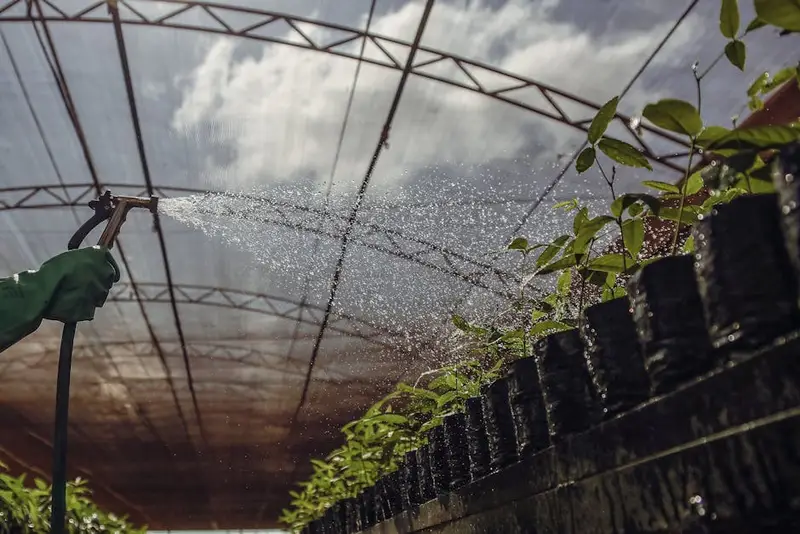 Chuvas intensas e períodos de seca prolongada prejudicaram