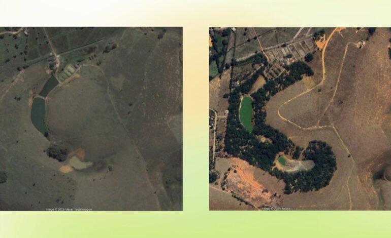 Mais de 2 milhões de mudas nativas da Mata Atlântica