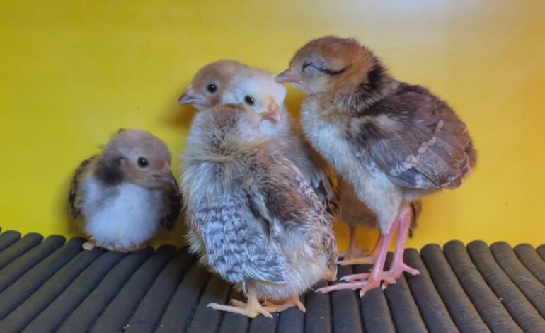 Mini galinhas exóticas, que podem chegar a 15