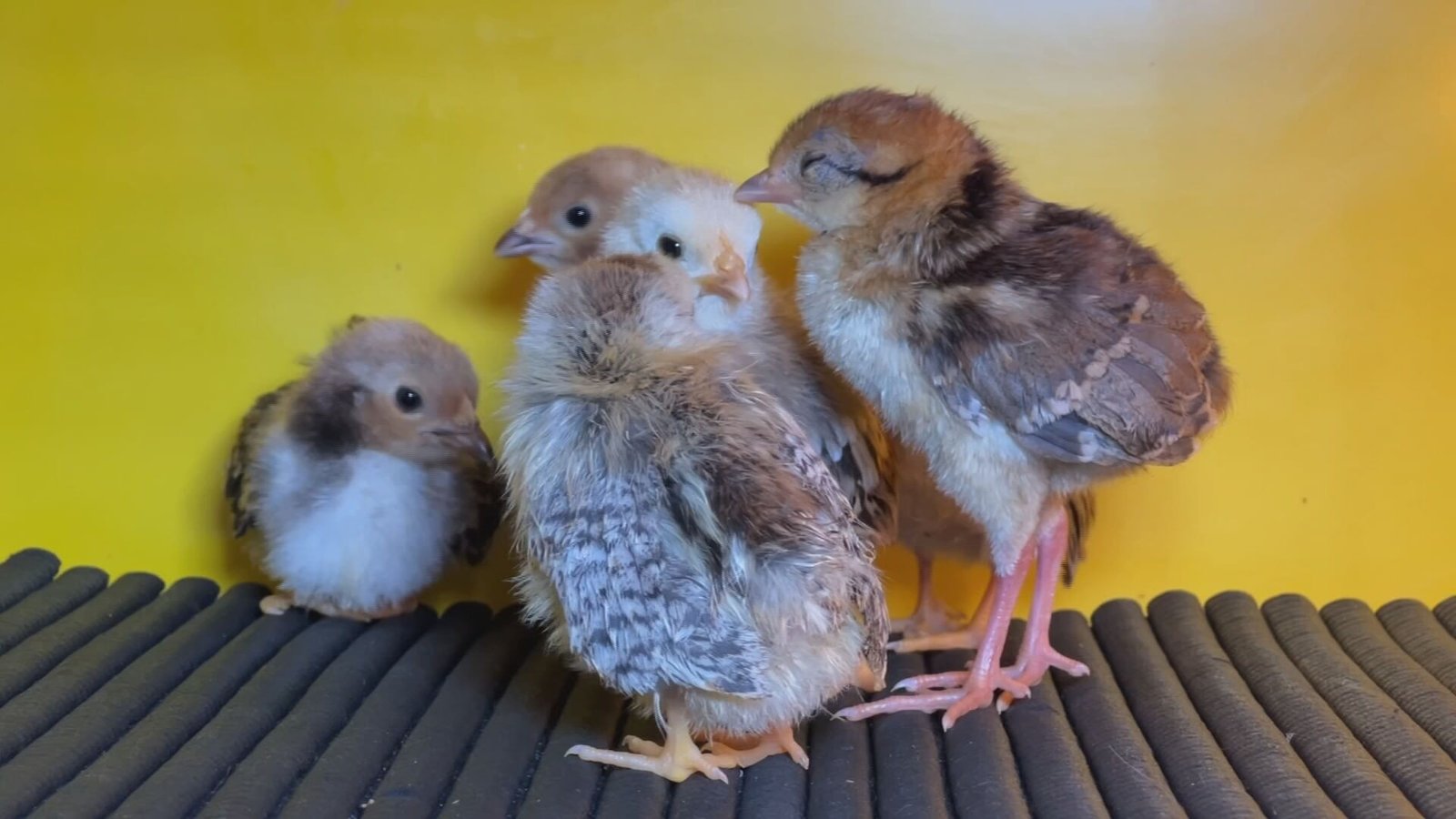 Mini galinhas exóticas, que podem chegar a 15
