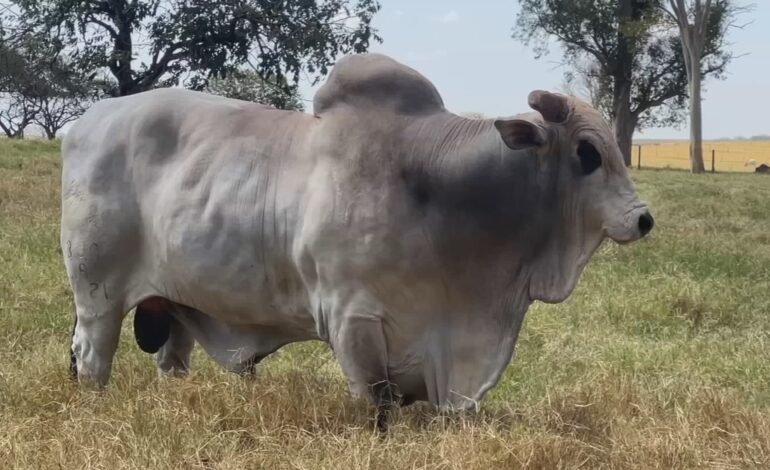 Pecuaristas do interior de São Paulo utilizam inseminação ar