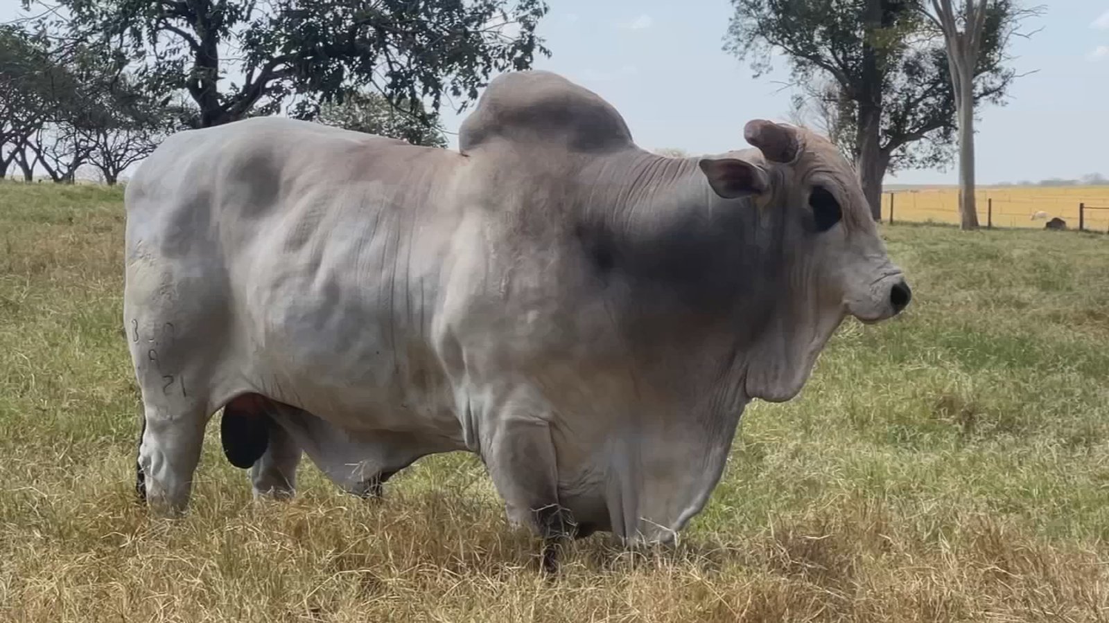 Pecuaristas do interior de São Paulo utilizam inseminação ar