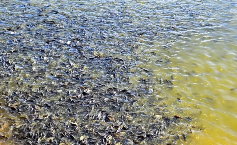 O Ministério do Meio Ambiente (MMA) suspendeu temporariament