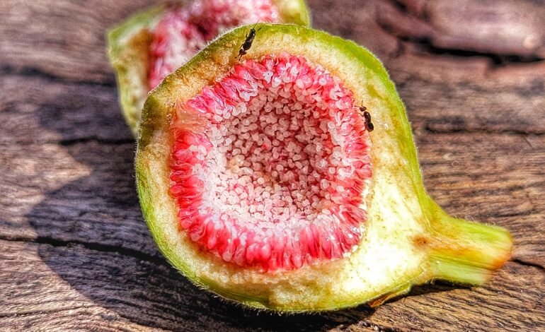 O figo não é uma fruta tradicional nem uma planta