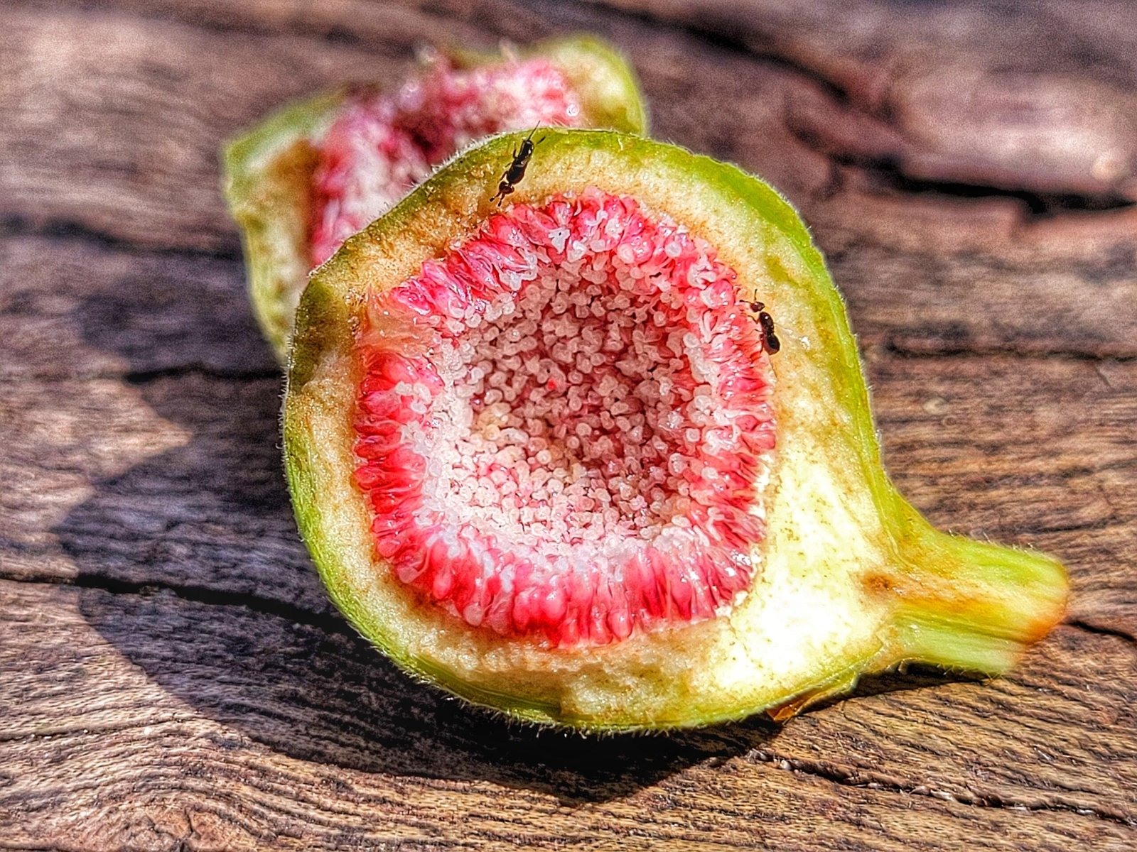 O figo não é uma fruta tradicional nem uma planta