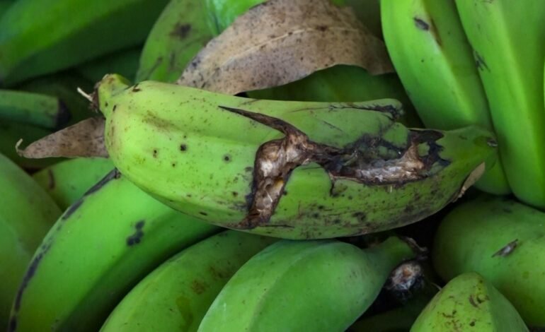 Uma pesquisa do Instituto Federal do Espírito Santo