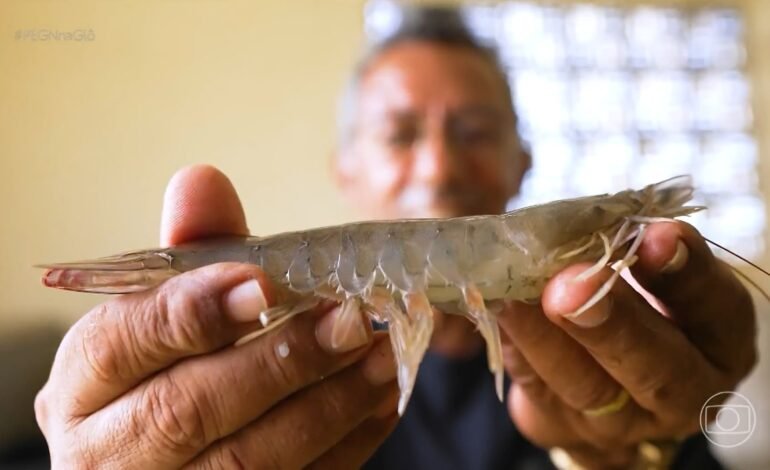 Tecnologia genética potiguar aumenta produção e lucro de cri