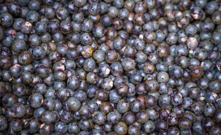 O açaí foi oficialmente reconhecido como uma fruta