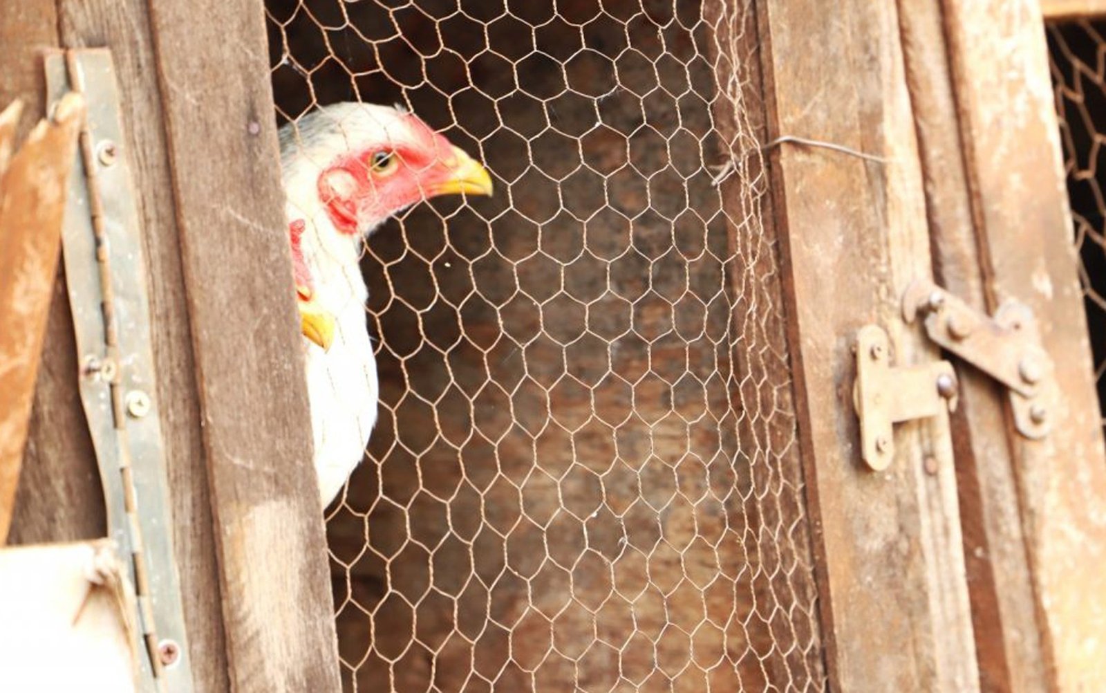 O governo da China encerrou o embargo à importação de