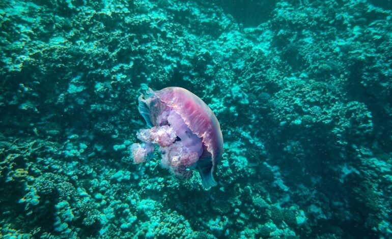 A Arábia Saudita descartou nesta sexta-feira (23) que