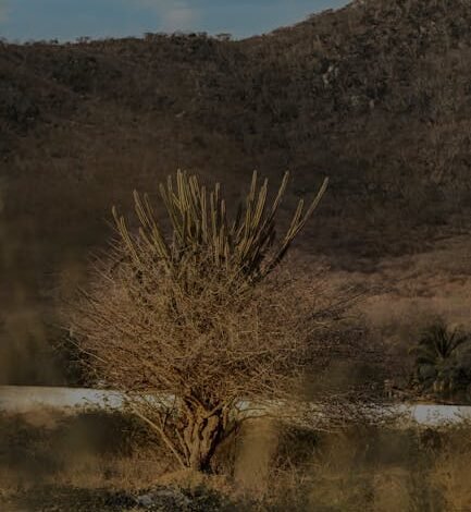 O Brasil decidiu encerrar a custódia da embaixada