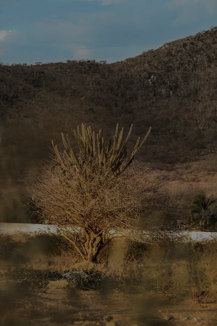 O Brasil decidiu encerrar a custódia da embaixada