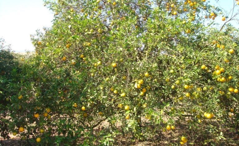 Convênio desconhecido investirá r$ 90 milhões em pesquisa pa